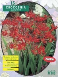 Crocosmia Lucifer