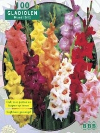 Gladiolus Gemengd