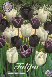 Tulipa Black Jack