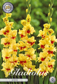 Gladiolus Jester