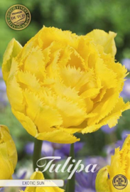 Tulipa Fringed Double Exotic Sun