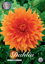 Dahlia Decoratief Omega