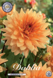Dahlia Decoratief Noordwijks Glory