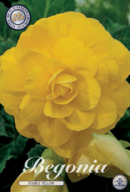 Begonia Dubbel, Geel