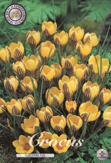 Crocus Chrysanthus Fusotinctus