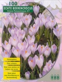 Crocus Thomassinianus