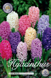 Hyacinth mixed