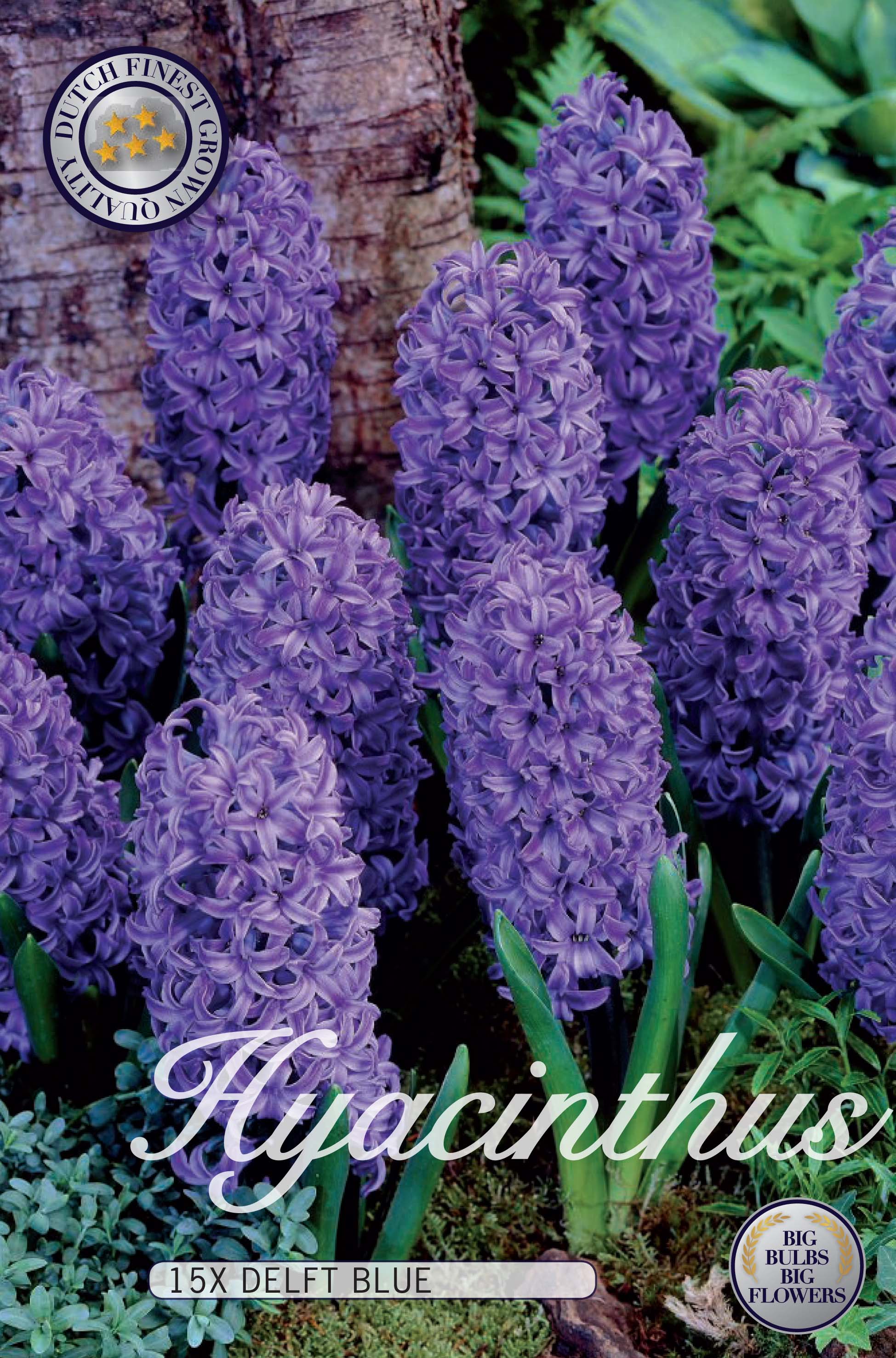 Hyacinth Delft Blue