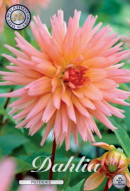 Dahlia Cactus Preference
