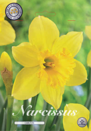 Narcis Trumpet Carlton