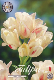 Tulipa Multiflora Candy Club