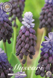 Muscari Latifolium