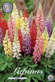 Lupine Russel, Mix