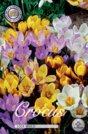 Crocus botanisch mixed