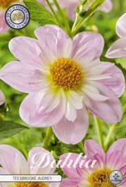 Dahlia Anemone Teesbrooke Audrey