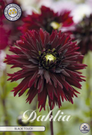 Dahlia Decoratief Black Touch