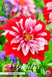 Dahlia Decoratief Olga's Light