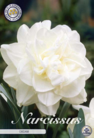 Narcis Double Obdam