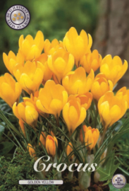 Crocus Vernus Golden Yellow