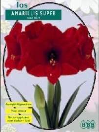 Amaryllis Super Red