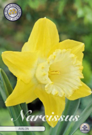 Narcis Trumpet Avalon
