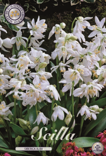 Scilla Siberica Alba