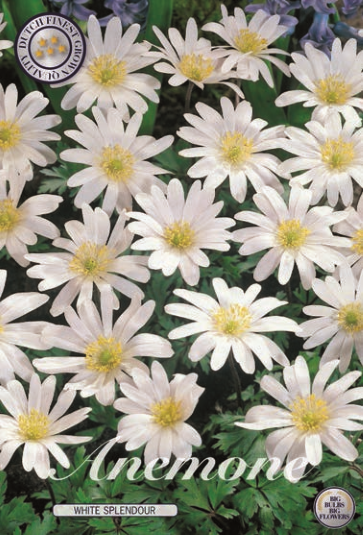 Anemonen Blanda White Splendour