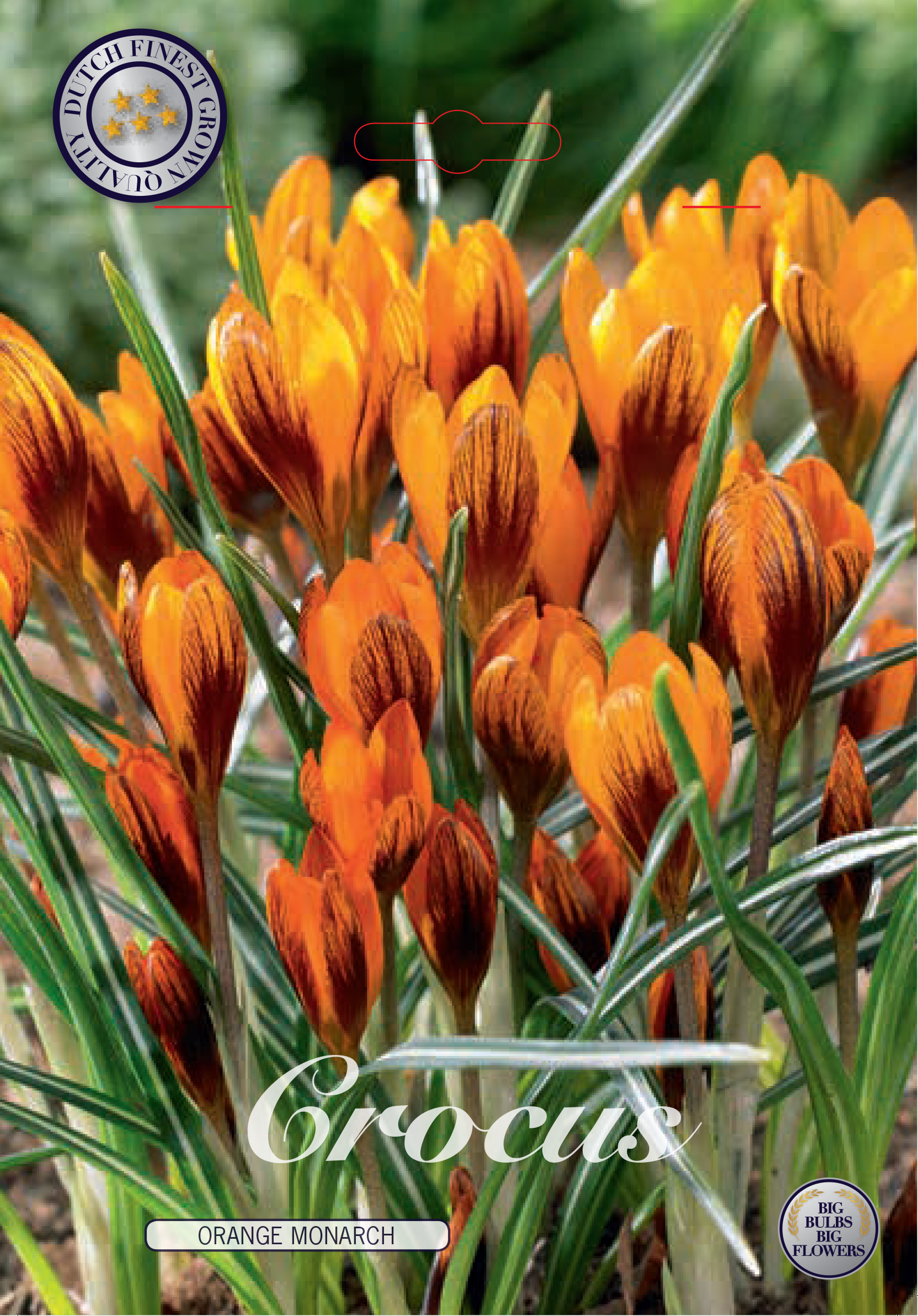Crocus Chrysanthus Orange Monarch