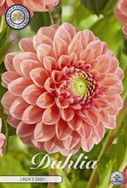 Dahlia Pompon Linda's Baby