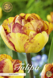 Tulipa  Double Late Sundowner