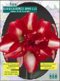 Amaryllis Splash doubleflowered
