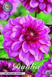 Dahlia Decoratief Melissa Anne Marijke