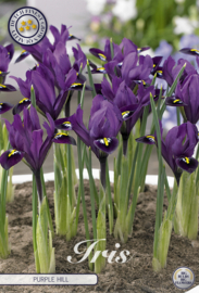 Iris Reticulata Purple Hill