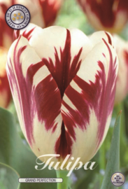 Tulipa Grand Perfection