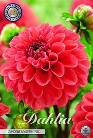 Dahlia Ball Zundert Mystery Fox