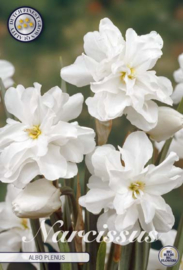 Narcis Double Albo Plenus