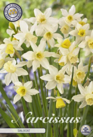 Narcis Jonquilla Sailboat