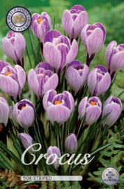 Crocus Grootbloemig, Gestreept