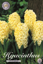 Hyacinth City of Haarlem