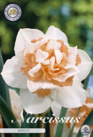 Narcis Double Replete