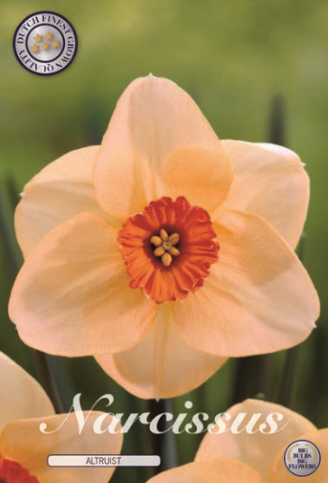 Narcis Trompet Altruist
