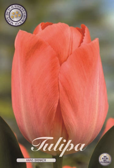 Tulipa Darwin Hans Brinker