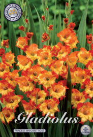 Gladiolus Large Flowering Dynamite
