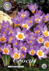 Crocus tricolor