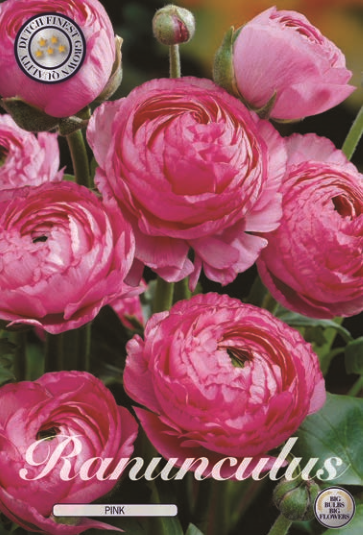 Ranunculus Asiaticus Pink