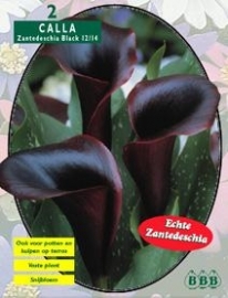 Calla Zanthedeschia Black