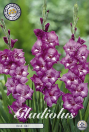 Gladiolus Large Flowering Blue Isle