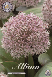 Allium Karataviense