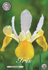 Iris Hollandica Yellow/White