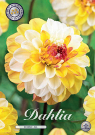 Dahlia Decoratief Double Jill